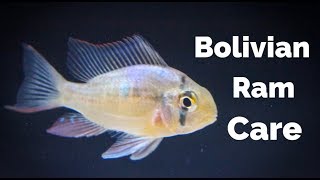 Bolivian Ram Care [upl. by Nasar]