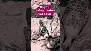 Ternak bebek pakannya magot ternakbebek pakanbebek bebek [upl. by Ditter440]