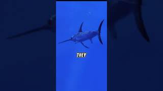 5 FVCTS  5 Facts About Swordfish  zfa facts shorts fyp fish animal animalquiz animaltrivia [upl. by Kast74]