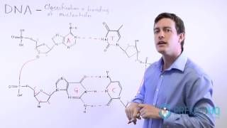 The 4 Nucleotide Bases Guanine Cytosine Adenine and Thymine  What Are Purines and Pyrimidines [upl. by Nafis358]