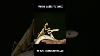 Praying Mantis vs Snake prayingmantisofinstagram prayingmantis mantis snake snakefight snakes [upl. by Taub]