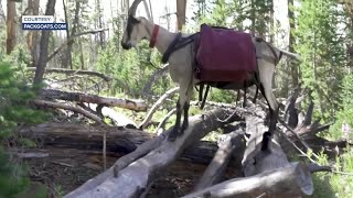 quotGoat whispererquot Marc Warnke raises goats to carry his gear in the backcountry [upl. by Htur]