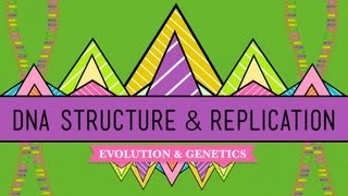 DNA Structure and Replication Crash Course Biology 10 [upl. by Ennaxor]