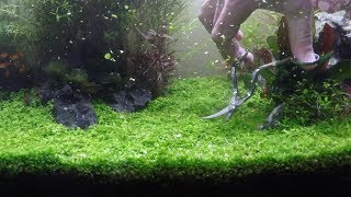 Planted Tank  Carpet trimming  Monte Carlo  Dwarf Hairgrass [upl. by Franny878]