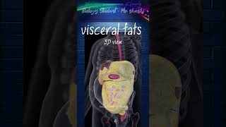 Visceral fats shortsfeed shorts trending viralvideo ytshorts science biology 3d [upl. by Desta]