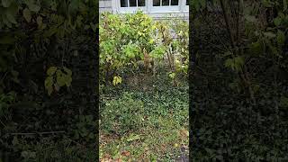 Watch Muncy Dog Hiding a Stick Behind the Bushes Despite That Not Being Recommended [upl. by Shishko702]