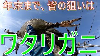 寄島のワタリガニ漁 11月狙うはセキ入り内子のワタリガニ！！Find the location of Swimming crab [upl. by Kacy]