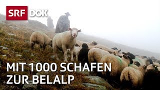 Die Schaftreiber vom Wallis  Kopf und Kragen für 1000 Schafe  Doku  SRF Dok [upl. by Sgninnej738]