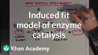 Induced fit model of enzyme catalysis  Chemical Processes  MCAT  Khan Academy [upl. by Ijies]