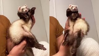 Ferrets Are Beyond Funny  Try Not To Laugh [upl. by Loretta]