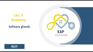 Lec 3  Anatomy  Salivary glands  NUT [upl. by Maggs413]
