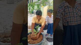 Planting rose 🌹 plant at my garden 🏡organicfarming organic flowers [upl. by Weingarten]