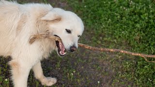 Controlling Excessive Nighttime Barking in Great Pyrenees [upl. by Aisyram]