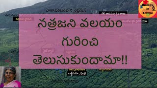 Nitrogen cycle in Telugu for class 9  unit 11 జీవభౌగోళిక రసాయినిక వలయాల [upl. by Mastat734]