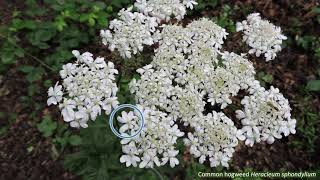 Fiveminute families  Apiaceae [upl. by Adroj661]