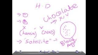 Medical Video Lecture Haemophilus ducreyi Microbiology [upl. by Anillehs]