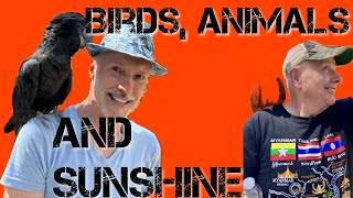 Birds Animals and Sunshine [upl. by Airb]