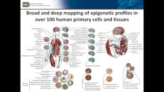 The NIH Roadmap Epigenomics Program  Kim McAllister [upl. by Maurilla501]