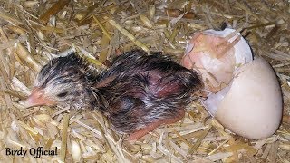 Guinea Fowl BabyKeet Hatching From Egg [upl. by Haorbed]