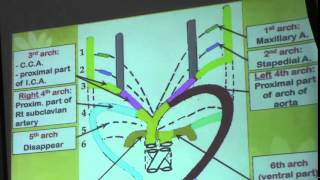 10 DrDoaa 1442015 Differentiation of 2 primitive aortae  fate of dorsal aorta aortic arches [upl. by Hedvig]