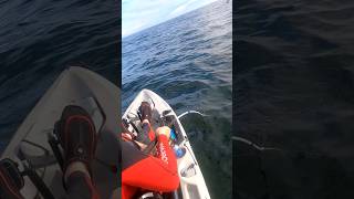 27 inch lingcod Fishing near simpson reef off the Oregon coast fish kayakfishing lingcod [upl. by Meid]