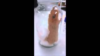 Anesthetizing Hamster [upl. by Roland]