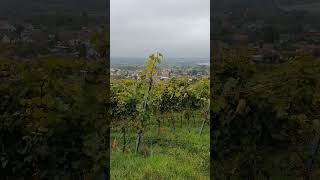 Vineyards near Gengenbach Germany [upl. by Hermy]