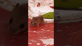 found a mouse in the garden [upl. by Bartholomeus611]