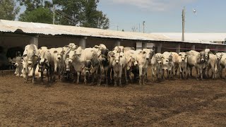 Michoacán punta de lanza en programas en favor de la ganaderia [upl. by Htomit117]