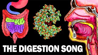 THE DIGESTIVE SYSTEM SONG [upl. by Winson989]