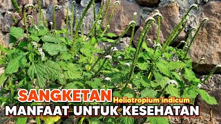 manfaat sangketan untuk kesehatan ‼️ manfaat daun buntut tikus  Heliotropium indicum sangketan [upl. by Lauro]