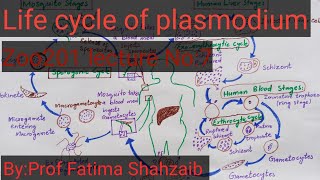 Life cycle of PlasmodiumMalaria life cycleApicomplexansMalarial parasite plasmodiumZoo201 Vu [upl. by Lordan]