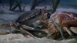 Arthropods  Blue Crab Molting [upl. by Stochmal]