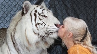 Florida Woman Keeps Bengal Tigers In Her Garden [upl. by Inaboy375]