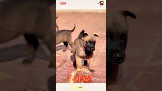 🦮💯❌TRAINING DOG pubg doglover germanshepherd k9 🧑‍🏫🌹chó pets becgie [upl. by Terti]