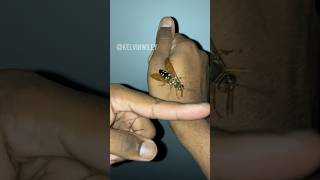 Eastern Cicada Killer Handling [upl. by Kelda]