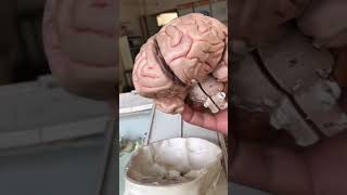 Human Skull amp Brain  इंसान की खोपड़ी और ब्रेन अन्दर से कैसा होता है viral trending shorts shots [upl. by Coralyn]