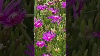 Delosperma Cooperi  Ice Plant history funfacts horticulture plants [upl. by Campbell]