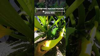 Picking Crookneck Squash [upl. by Lecirg]