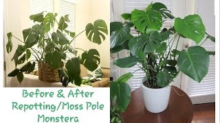 Staking and Repotting Monstera Deliciosa [upl. by Yelsek]