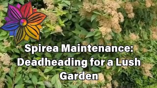 Spirea Maintenance Deadheading for a Lush Garden [upl. by Hudgens]