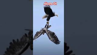 Eagle attack [upl. by Colis]