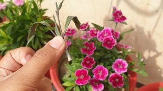 How to Grow Dianthus by Cuttings  Dianthus Plant Propagation  Fun Gardening [upl. by Convery]