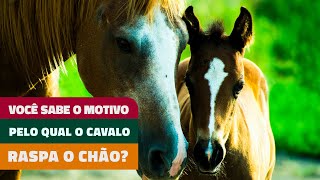 VOCÊ SABE O MOTIVO PELO QUAL O SEU CAVALO RASPA O CHÃO [upl. by Jonati]