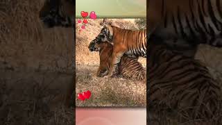 Tiger Mating  बाघ का संभोग  Tiger Mating Seasons [upl. by Aihsyt430]