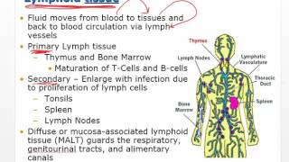 19  Acute Inflammation 1 of 3  Vascular permeability Vasodilation [upl. by Marcie]