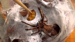 Tarantula Hissing amp Killing  Ceratogyrus marshalli Great Horned Baboon in action [upl. by Ahsel]