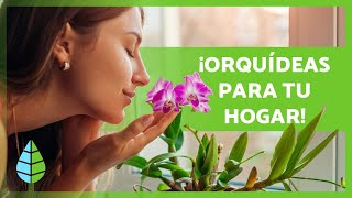 10 TIPOS de ORQUÍDEAS 🌸 Nombres y Características [upl. by Aikemit931]