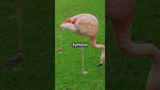 Flamingo – Schönheit pur 🌸 tierliebe facts tiereflamingo vogel wildtiereshortsyoutube doku [upl. by Eniledam]