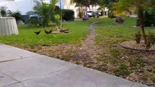 Key West chickens Chickens EVERYWHERE [upl. by Mattson]